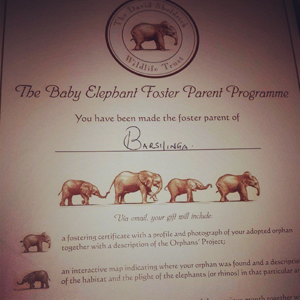 Top Female Stars Gather For Waje At 33 + Adopted A Baby Elephant