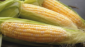 Health Benefits of Corn