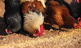 Two Men To Die By Hanging For Stealing Chickens