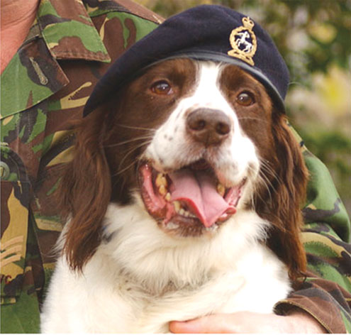 Revealed: Dog Used To Track Osama