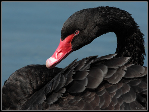 AS THE BLACK SWANS DANCE (Poetry)