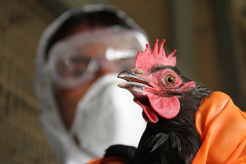 Bird Flu Returns, Now In 7 States, Including Lagos