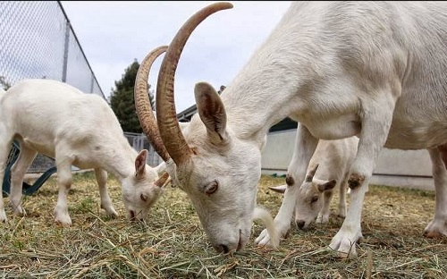 Mega City! Lagos Governor, Ambode To Start Prosecuting Owners Of Stray Animals