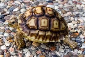 I Use Magical Tortoise For Robbery Operation-Armed Robber Confesses